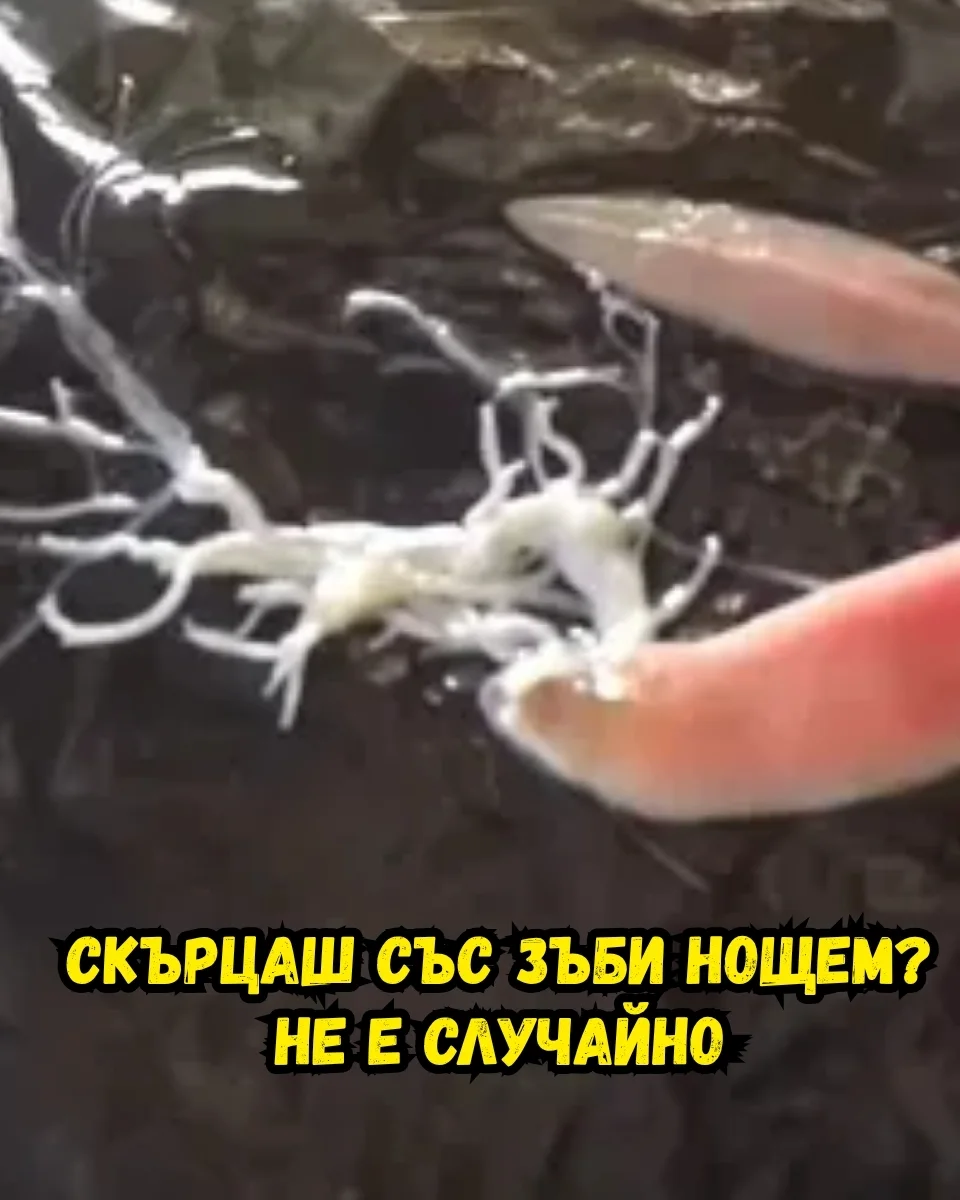 Брускета с хумус